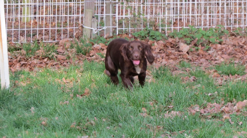 Laika de la Petite Canardiére
