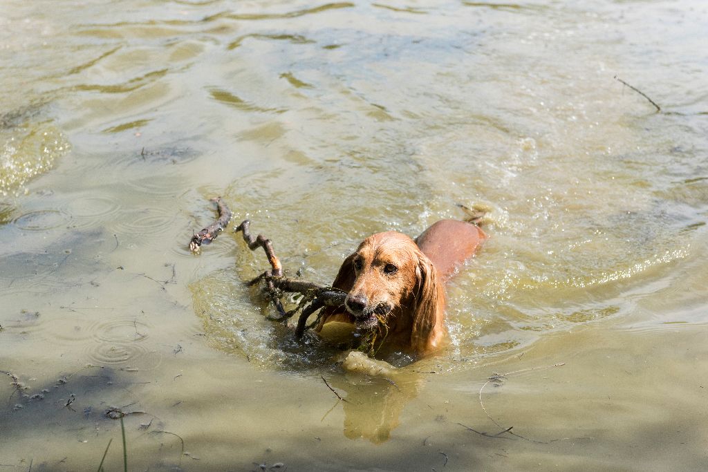 Chiot Cocker Spaniel Anglais d'un sang de feu