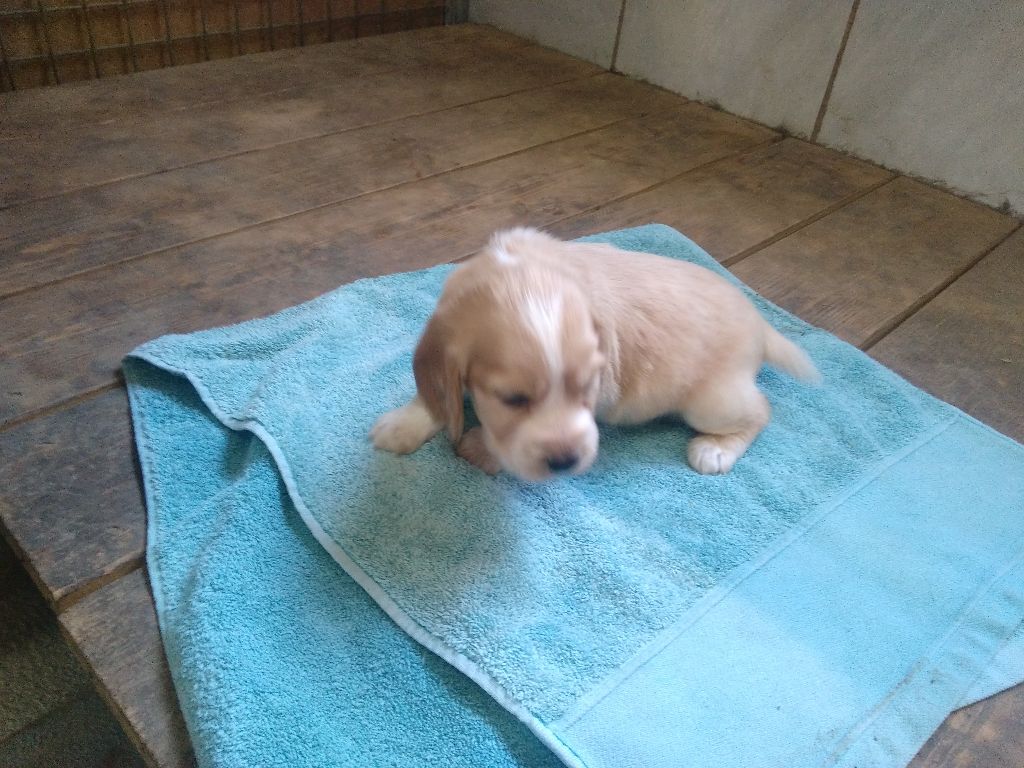 d'un sang de feu - Chiots disponibles - Cocker Spaniel Anglais