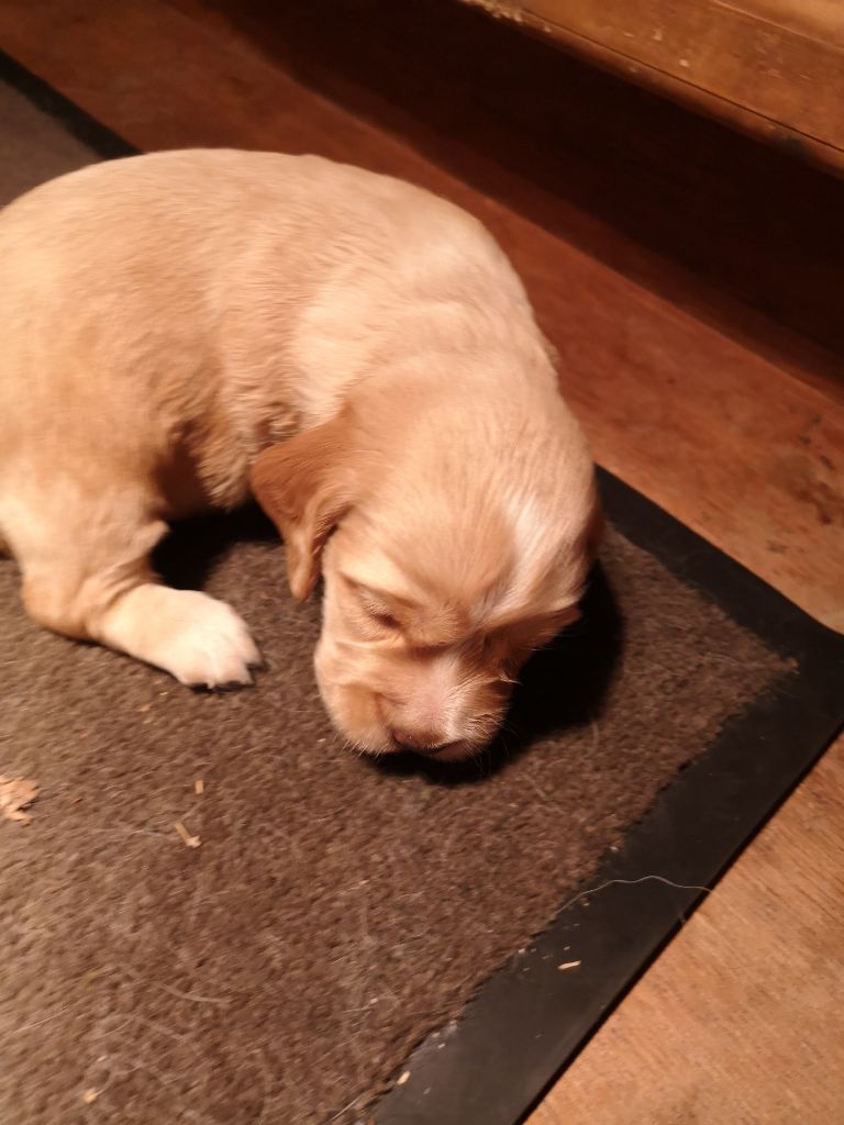 d'un sang de feu - Chiots disponibles - Cocker Spaniel Anglais