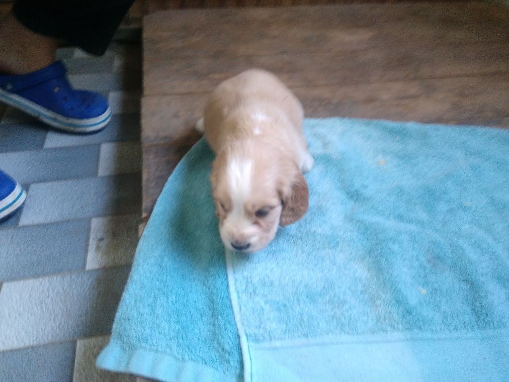 d'un sang de feu - Chiots disponibles - Cocker Spaniel Anglais